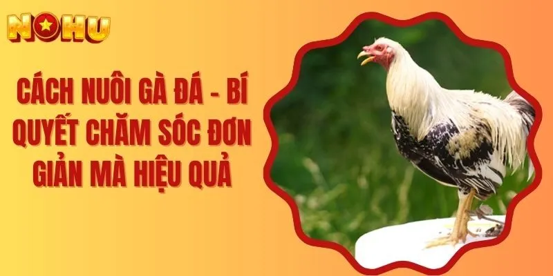 Cách Nuôi Gà Đá - Bí Quyết Chăm Sóc Đơn Giản Mà Hiệu Quả