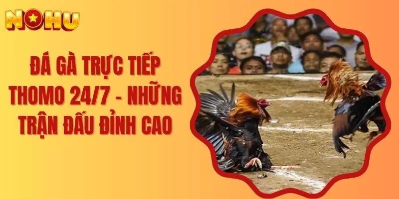 Đá Gà Trực Tiếp Thomo 24/7 – Những Trận Đấu Đỉnh Cao